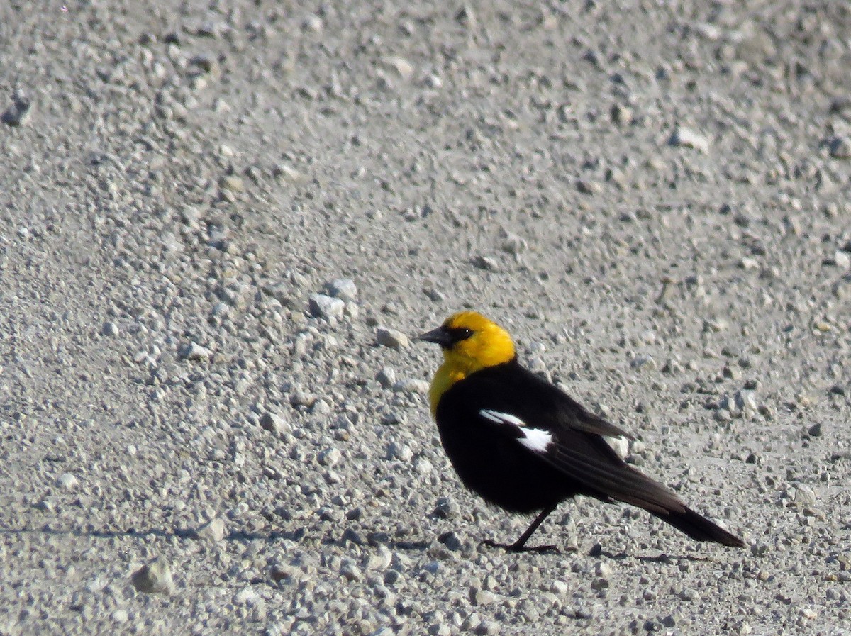 Yellow-headed Blackbird - ML100845921