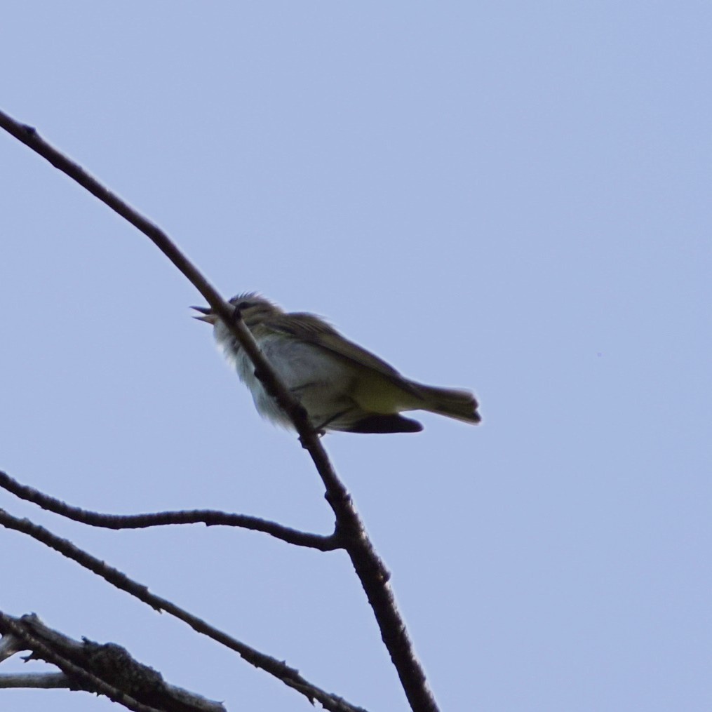 Red-eyed Vireo - ML100846161