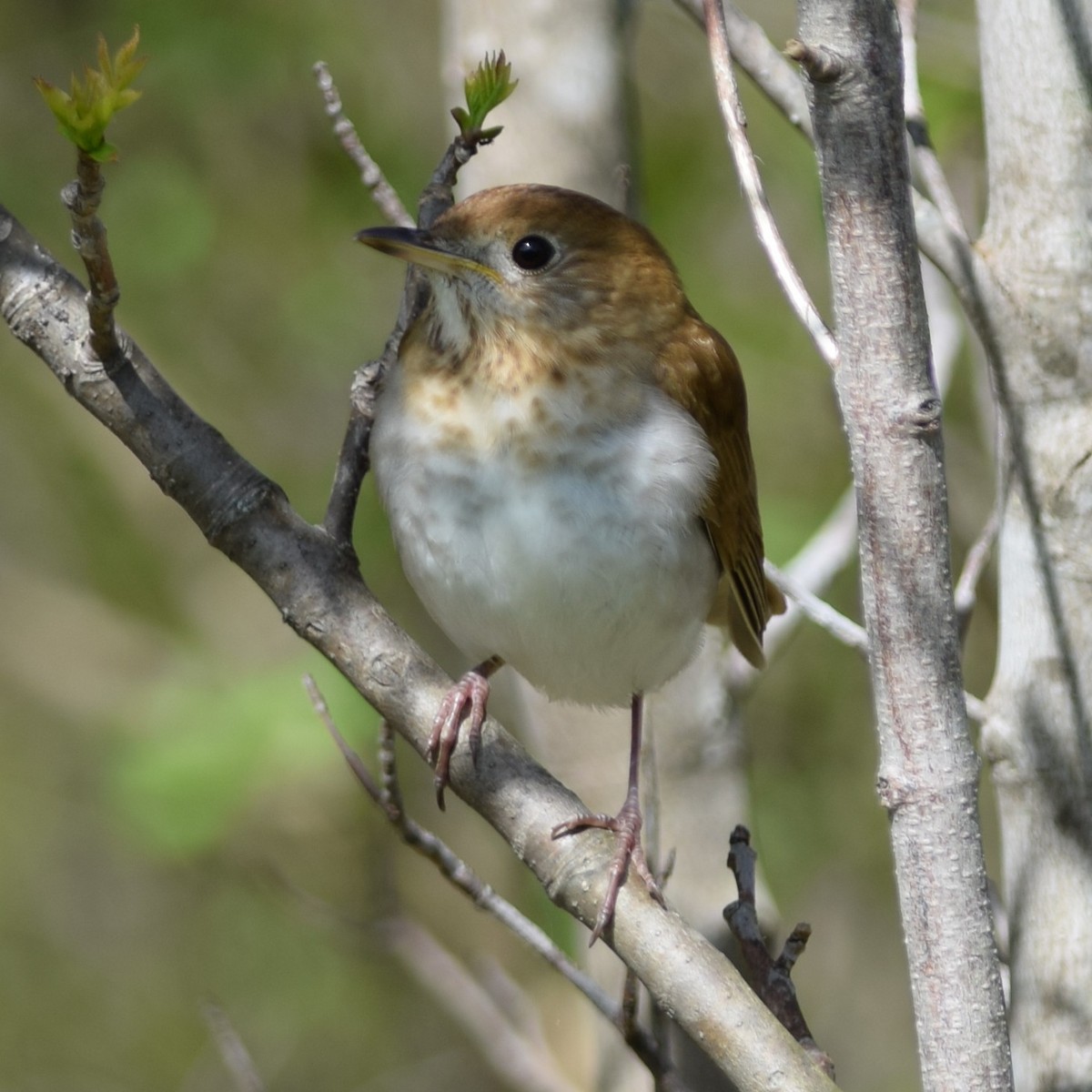 Weidenmusendrossel - ML100846361