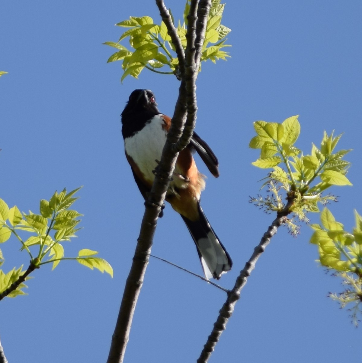 Eastern Towhee - ML100846491