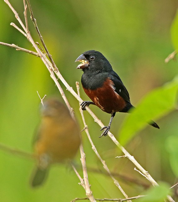 Chestnut-bellied Seed-Finch - Roger Ahlman