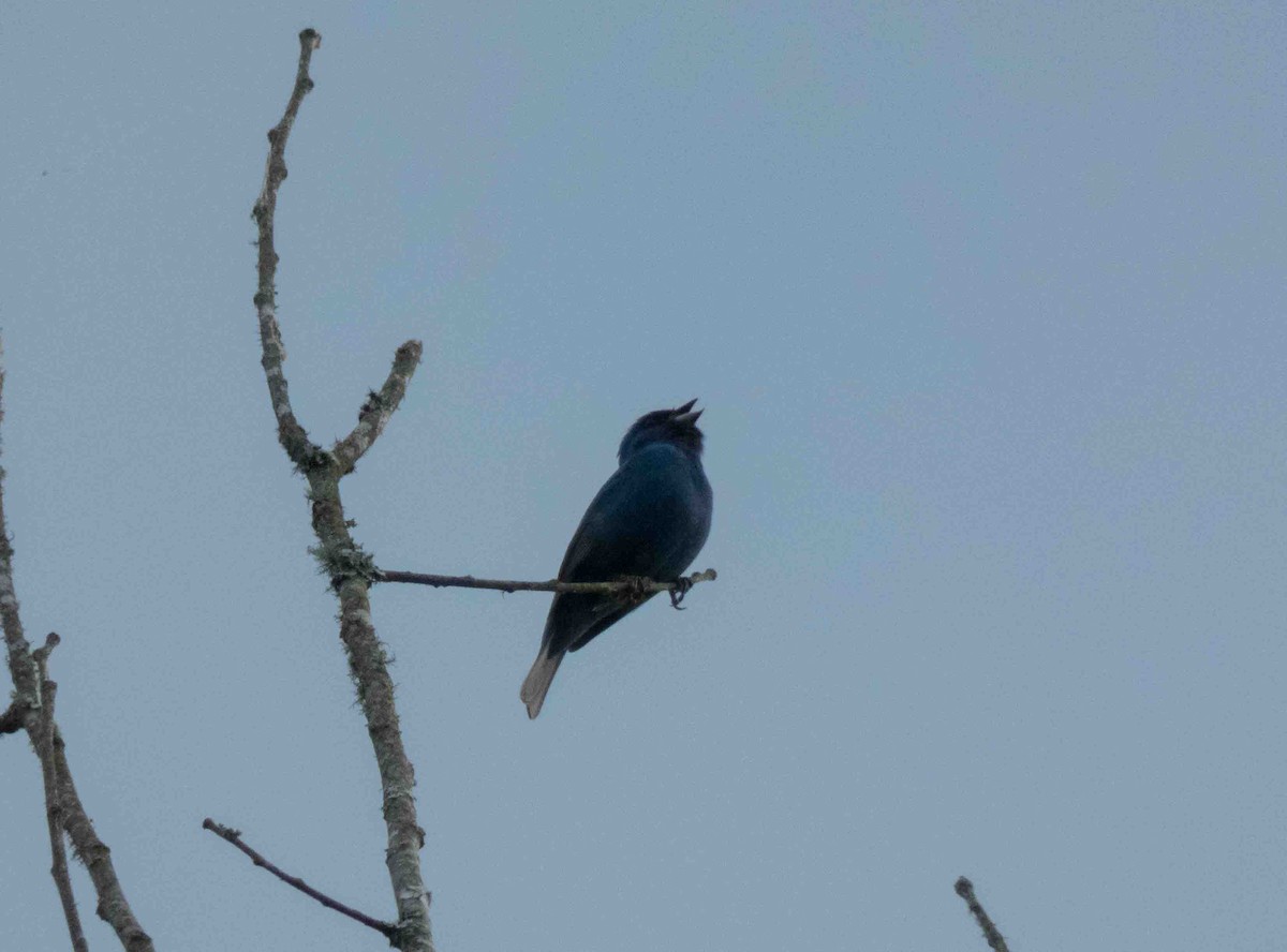 Indigo Bunting - ML100847841