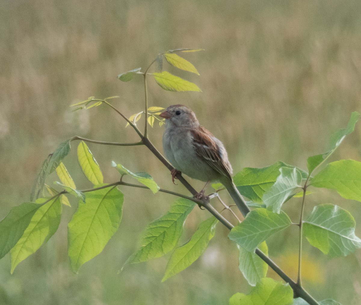 Field Sparrow - ML100847921