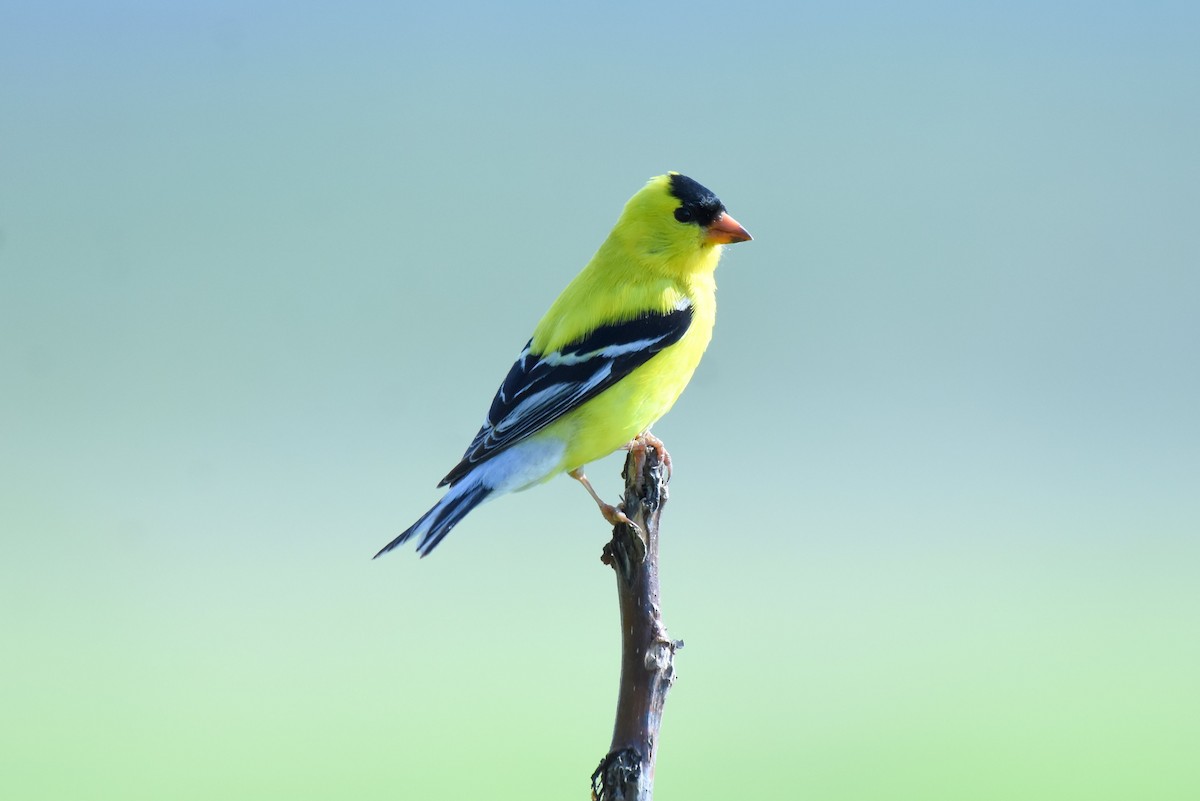 American Goldfinch - Gary Yoder