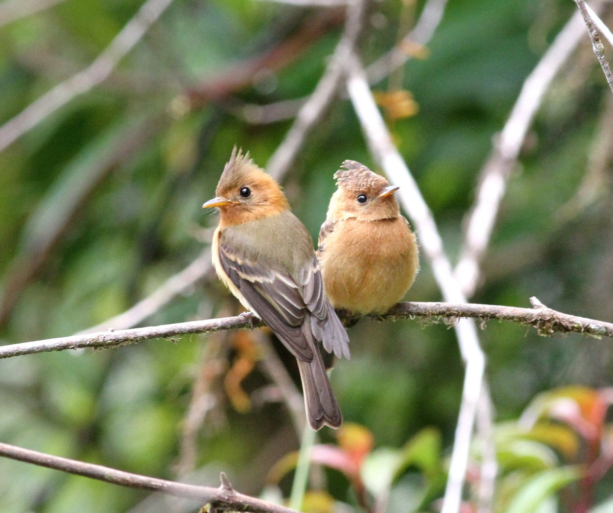 Tufted Flycatcher - Georges Duriaux