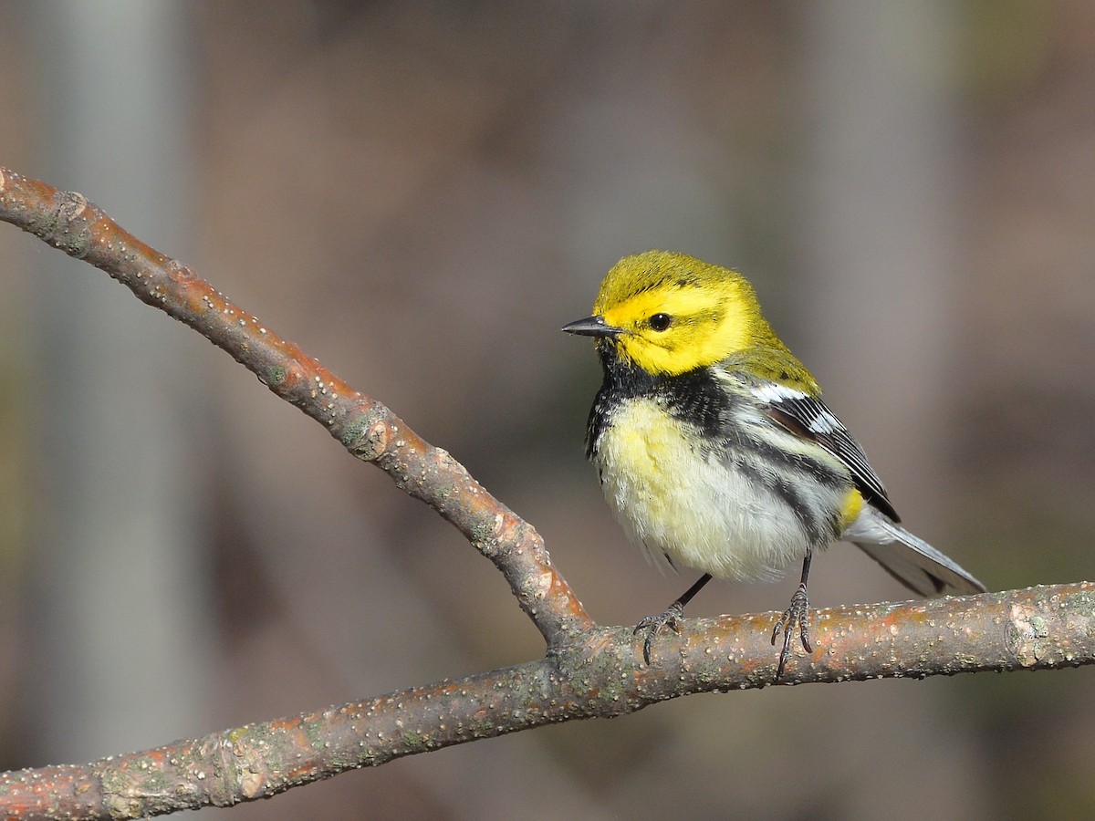 Black-throated Green Warbler - ML100851201