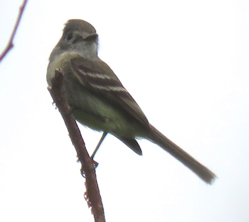 Dusky Flycatcher - ML100851501