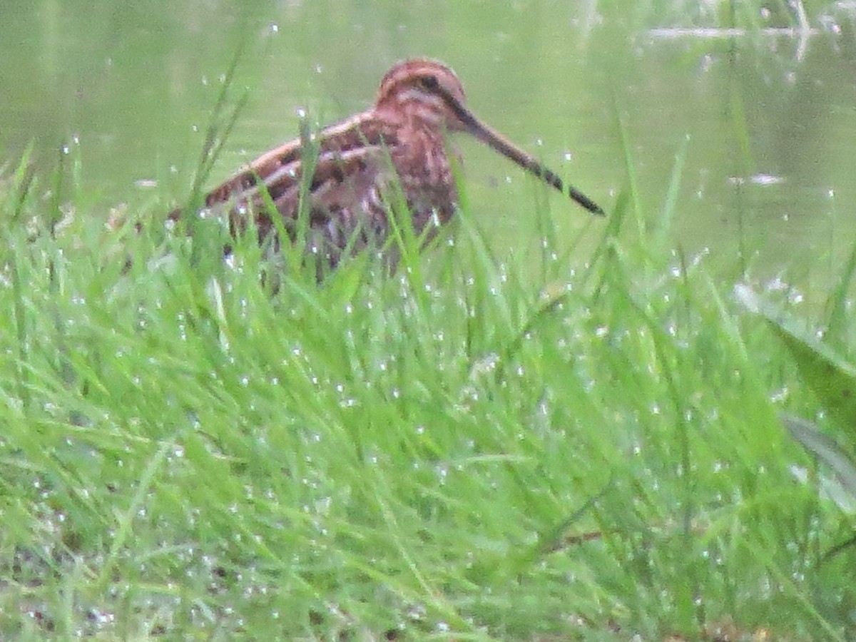 American Woodcock - ML100851831