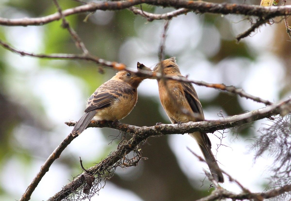 Tufted Flycatcher - Georges Duriaux