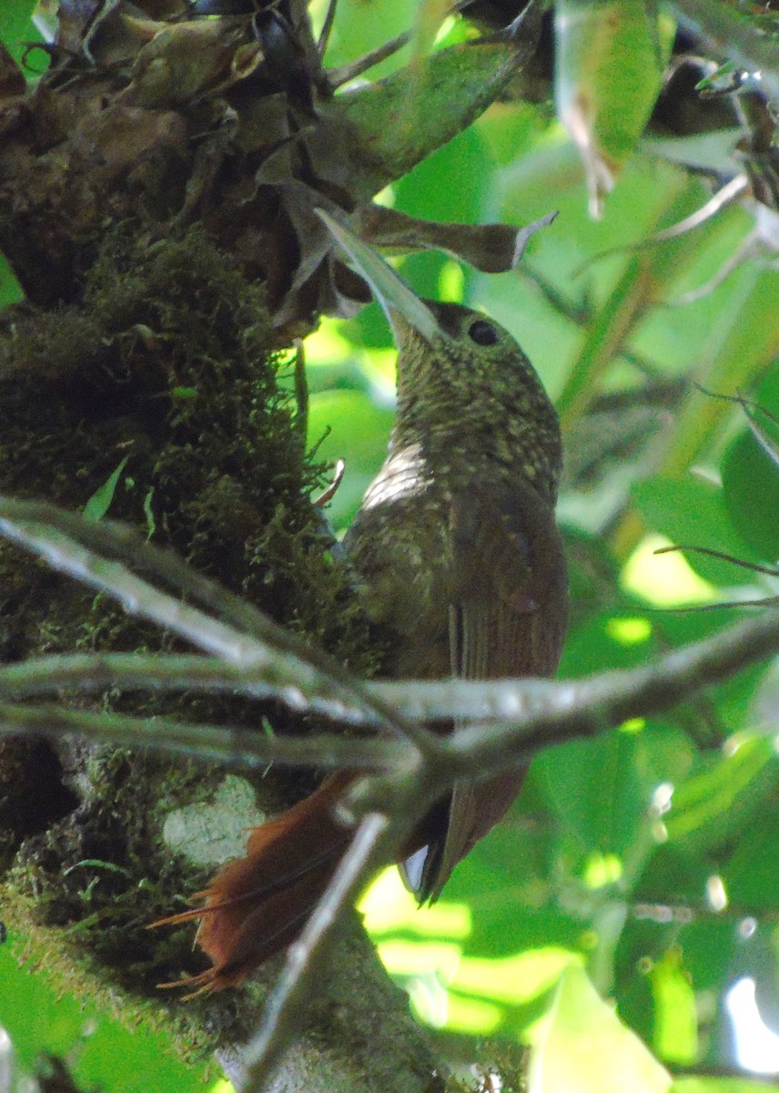 Spotted Woodcreeper - ML100854951