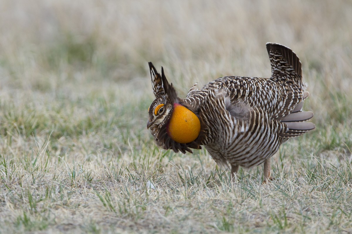 Greater Prairie-Chicken - ML100855051