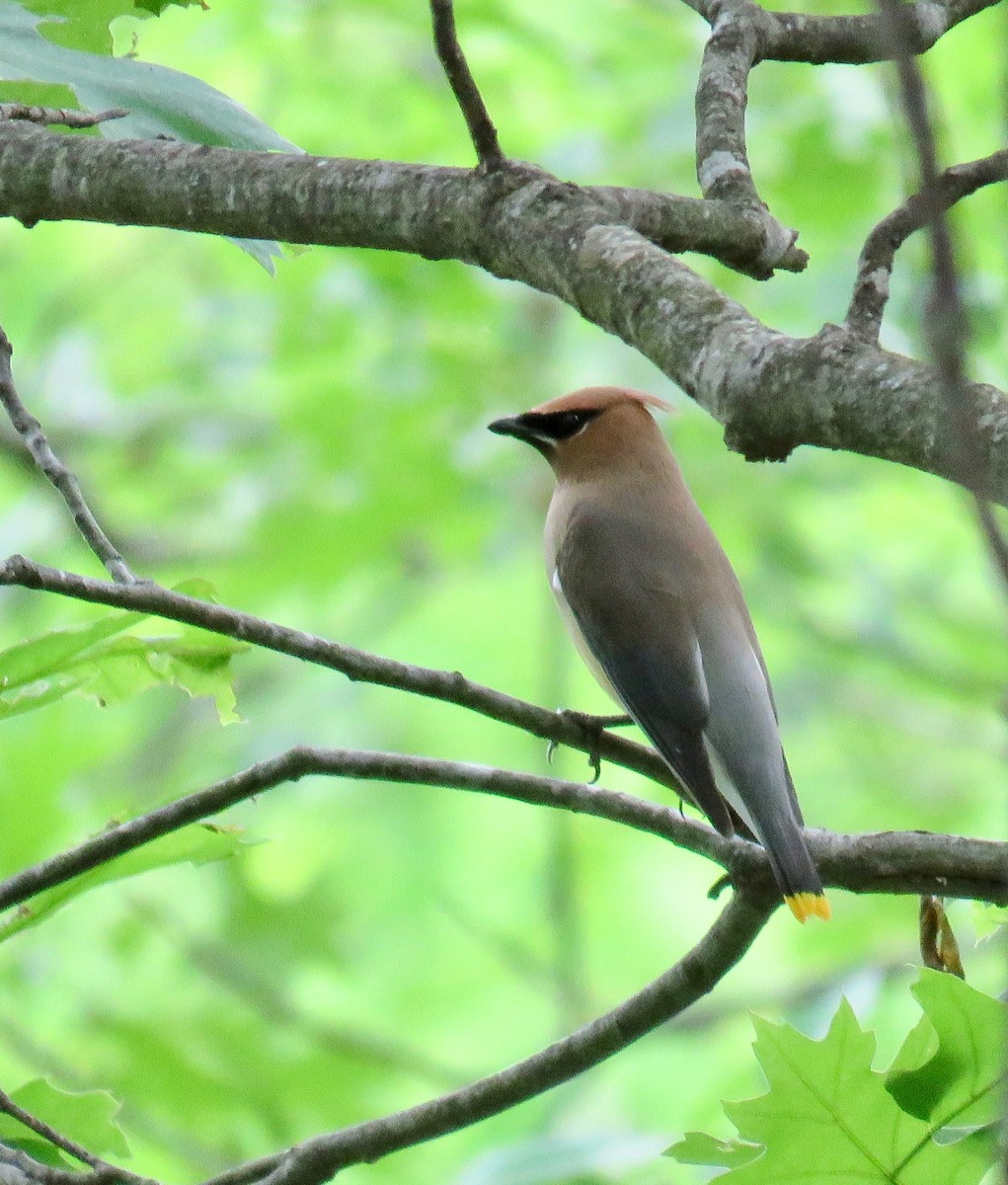 Cedar Waxwing - ML100857591