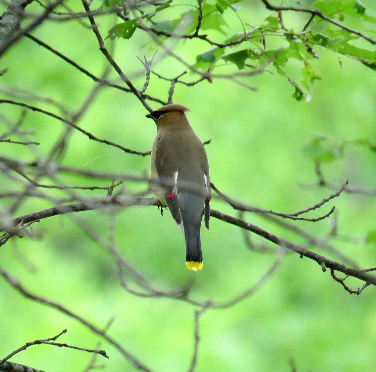 Cedar Waxwing - ML100857611