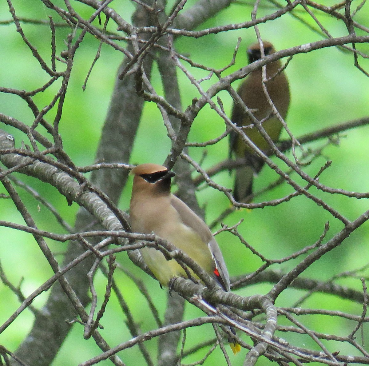 Cedar Waxwing - ML100857621