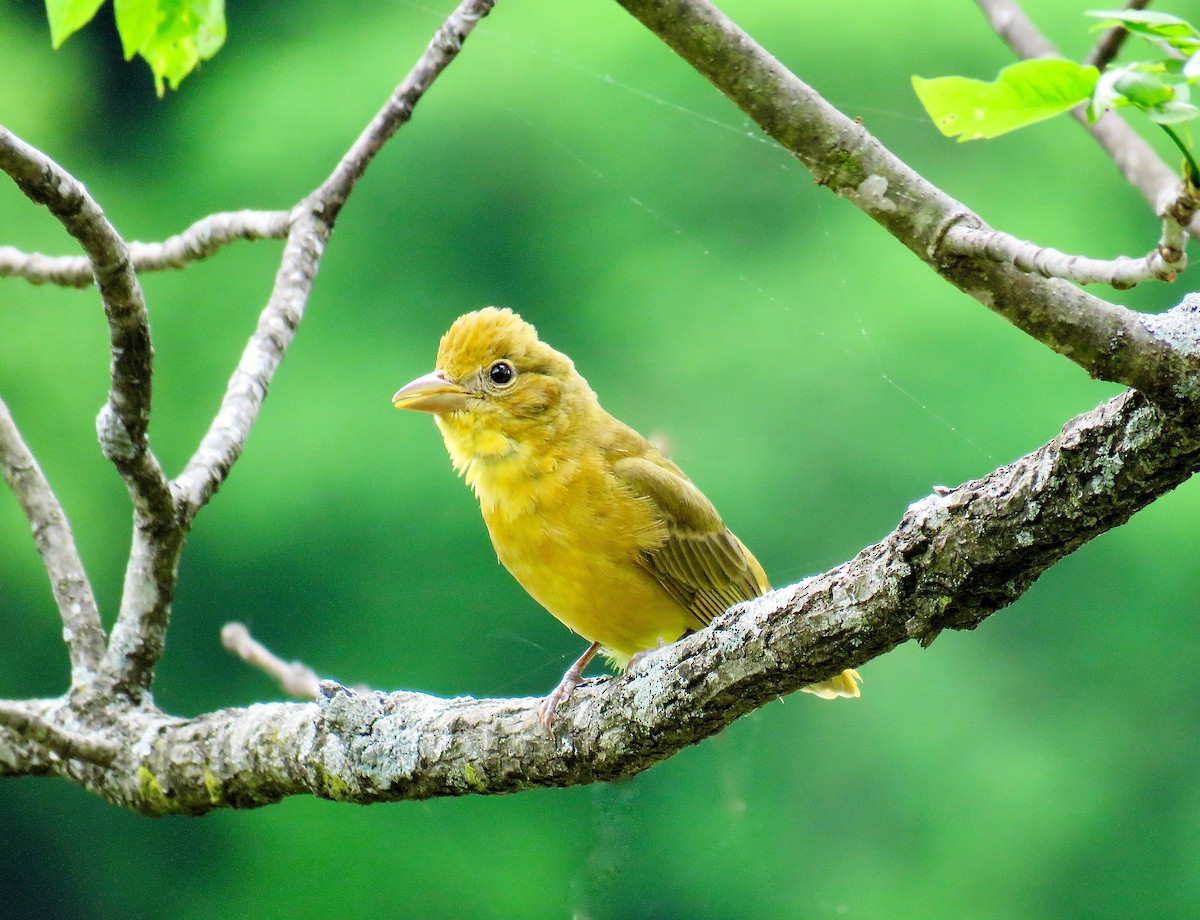 Summer Tanager - ML100857801