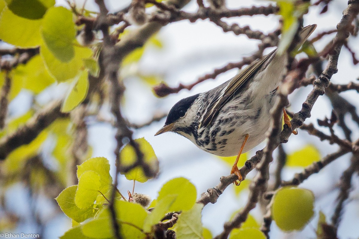 Streifenwaldsänger - ML100858141