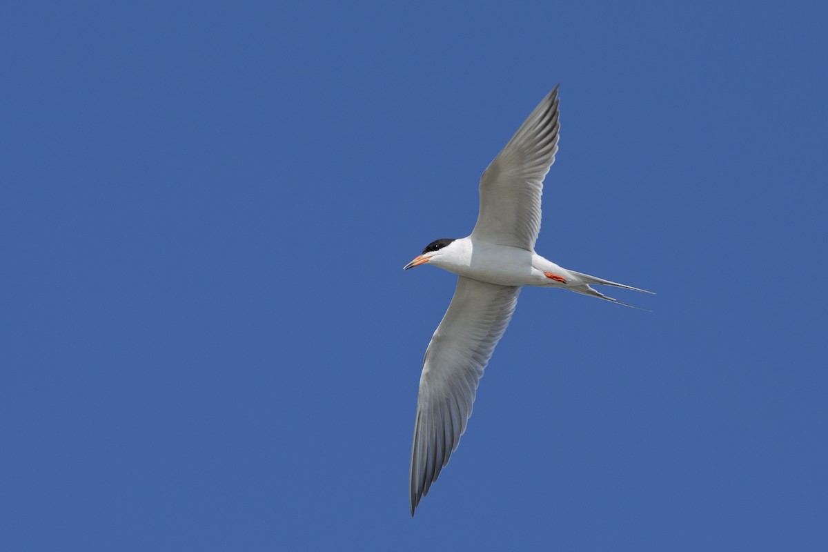 Forster's Tern - ML100859251