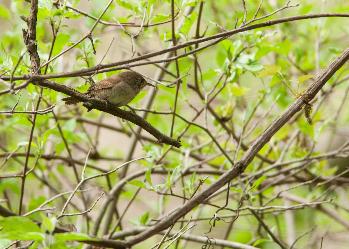 House Wren - ML100860151