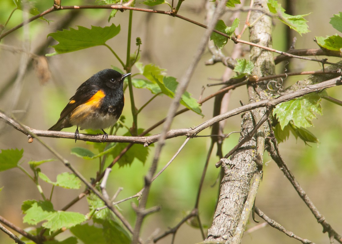 American Redstart - ML100860261