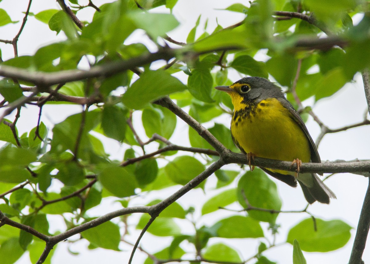 Canada Warbler - ML100860551