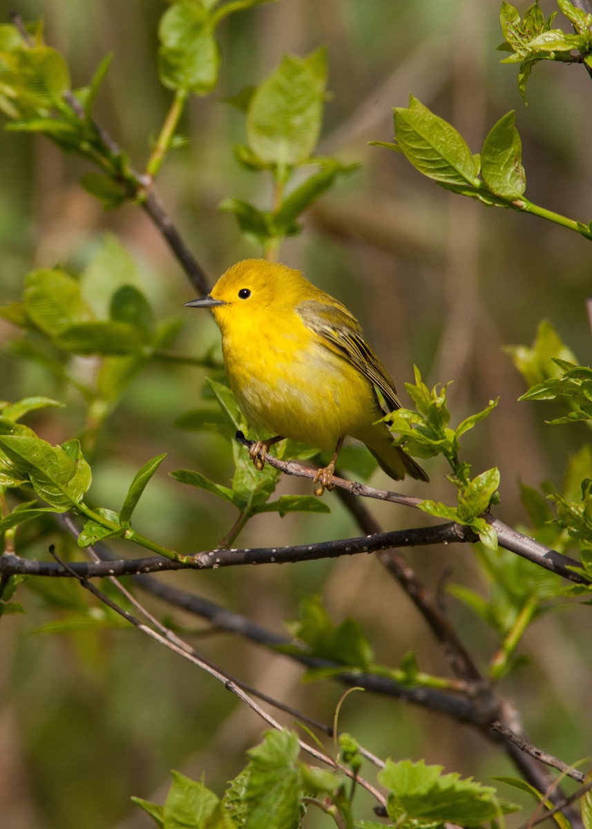 Yellow Warbler - ML100860801