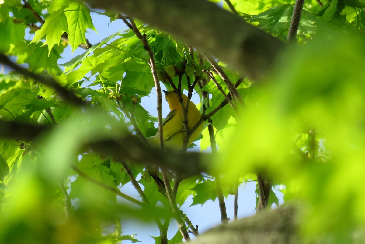 Prothonotary Warbler - ML100863491
