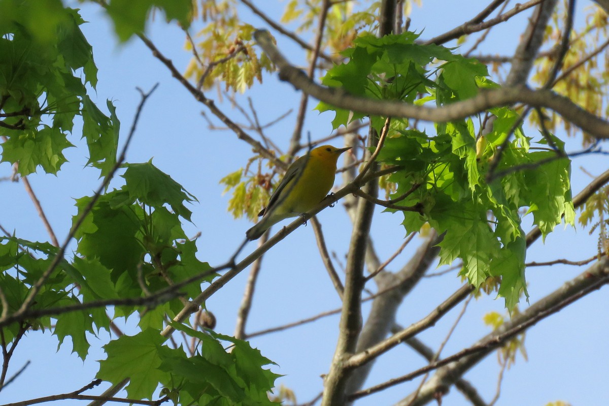 Prothonotary Warbler - ML100863511