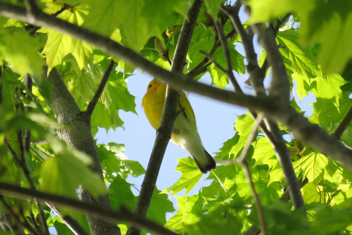 Prothonotary Warbler - ML100863541