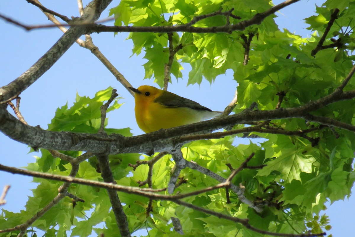 Prothonotary Warbler - ML100863551