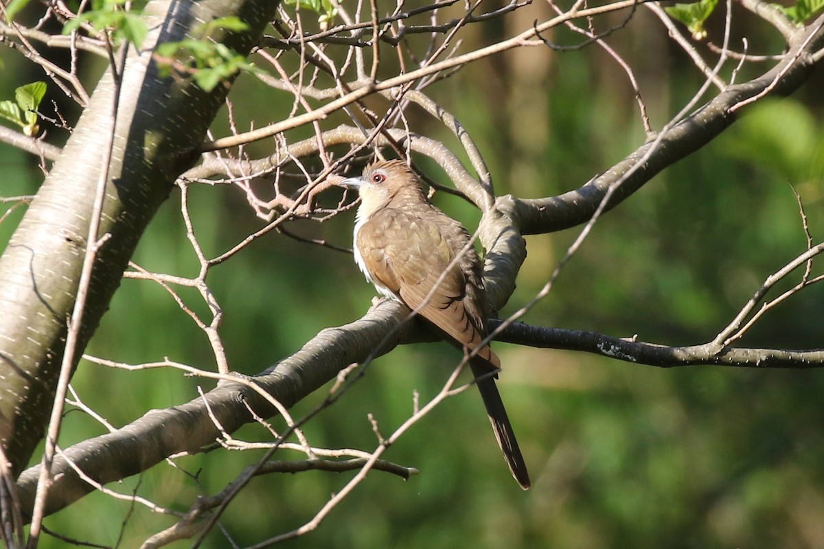 Black-billed Cuckoo - ML100865261