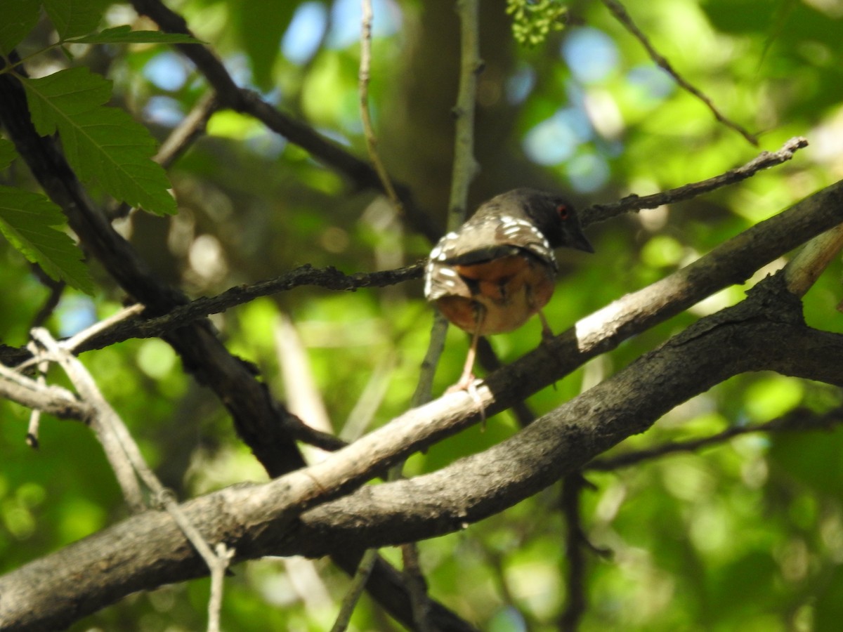 Spotted Towhee - Pamela Bruno