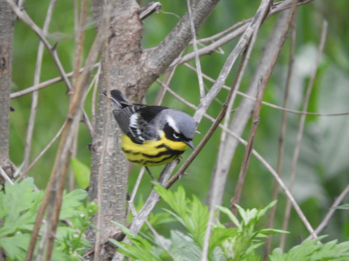 Magnolia Warbler - ML100866471