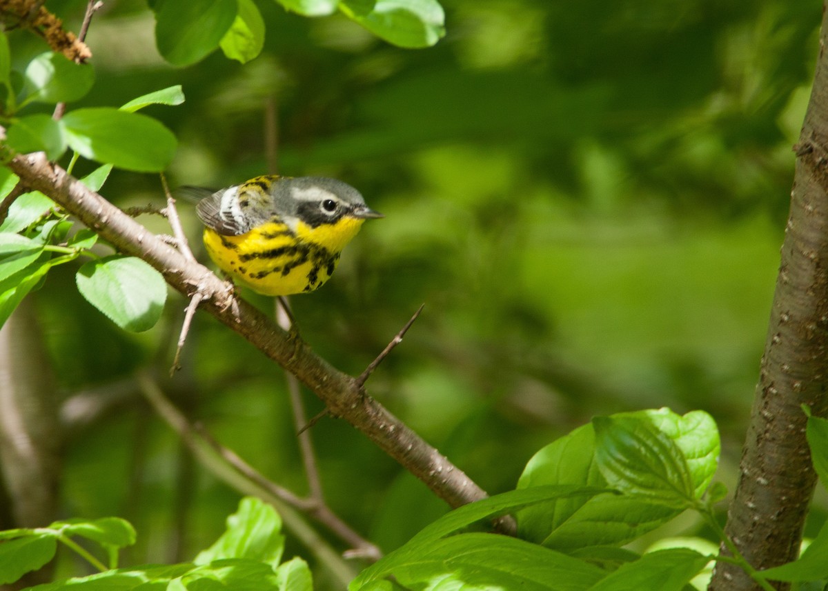 Magnolia Warbler - ML100867191