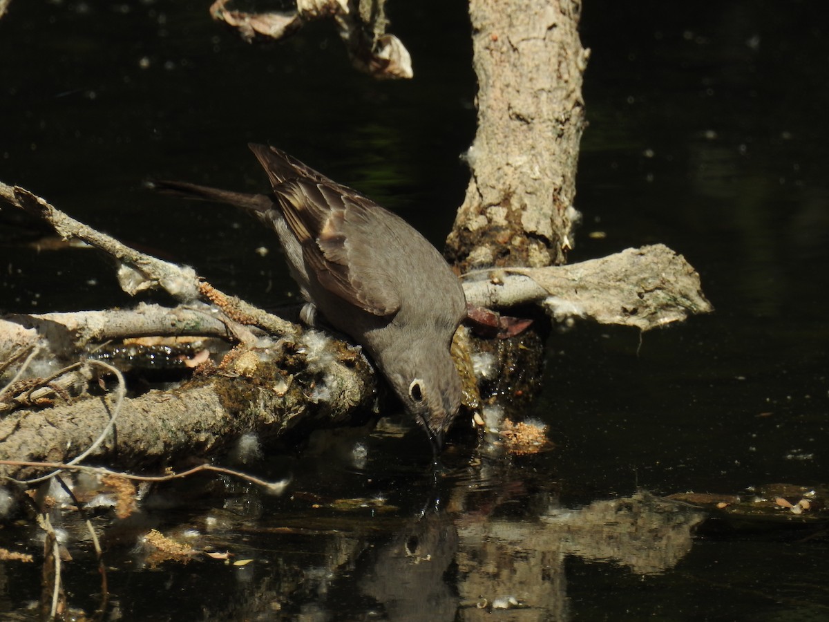 Townsend's Solitaire - ML100868541