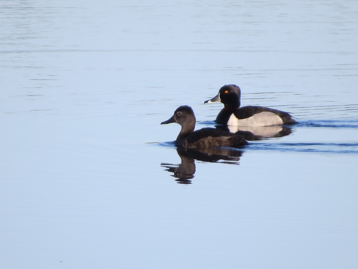 Ring-necked Duck - Jerry Smith