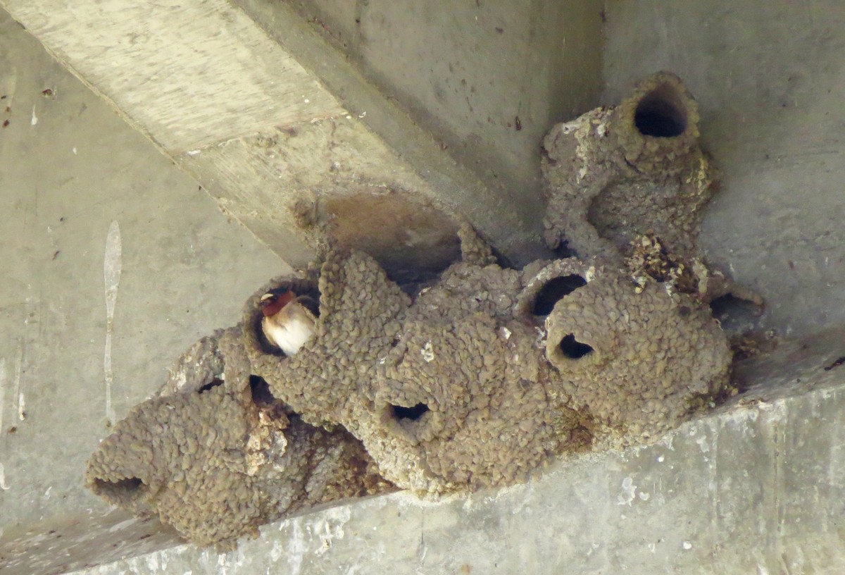 Cliff Swallow - ML100871301