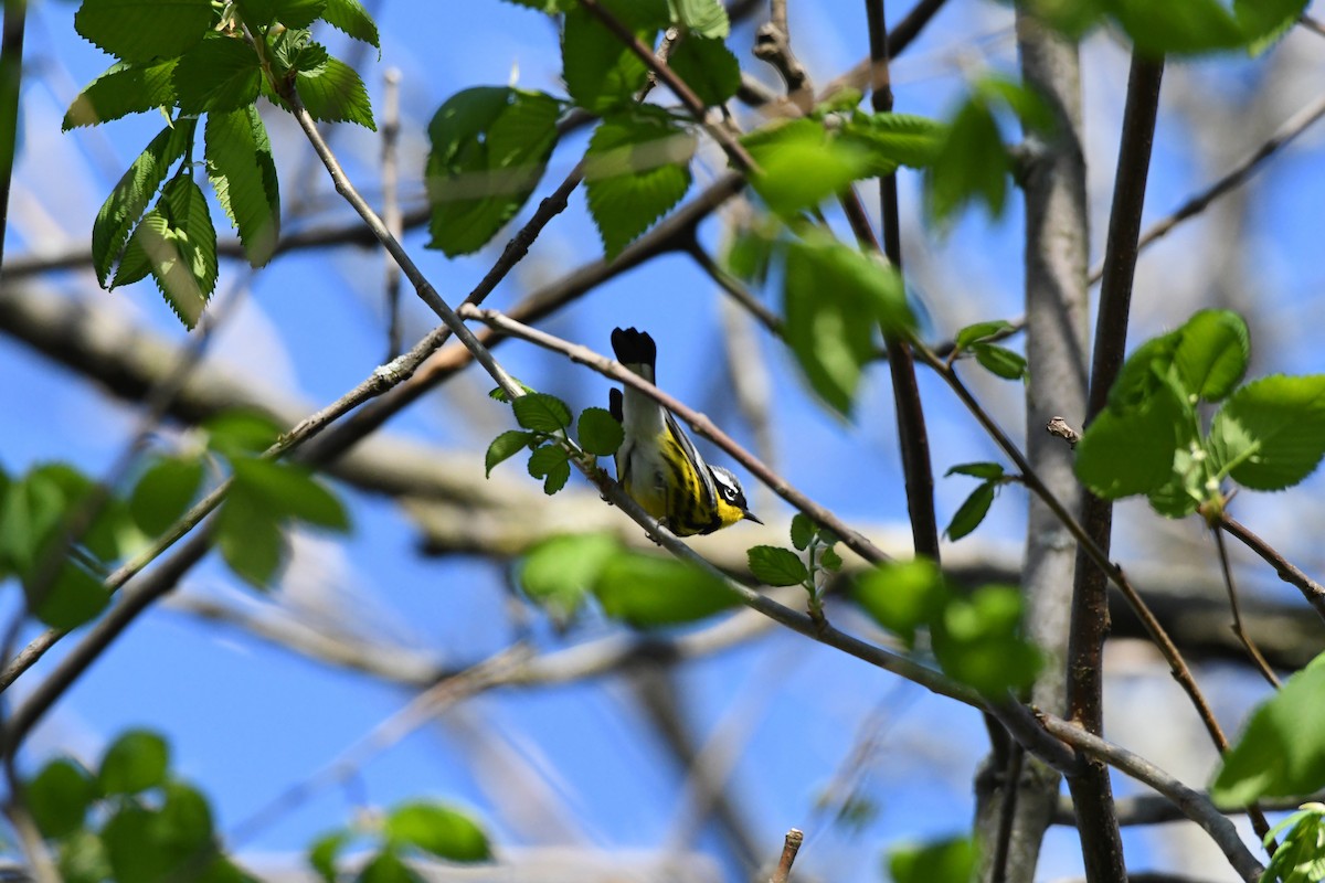 Magnolia Warbler - ML100872291