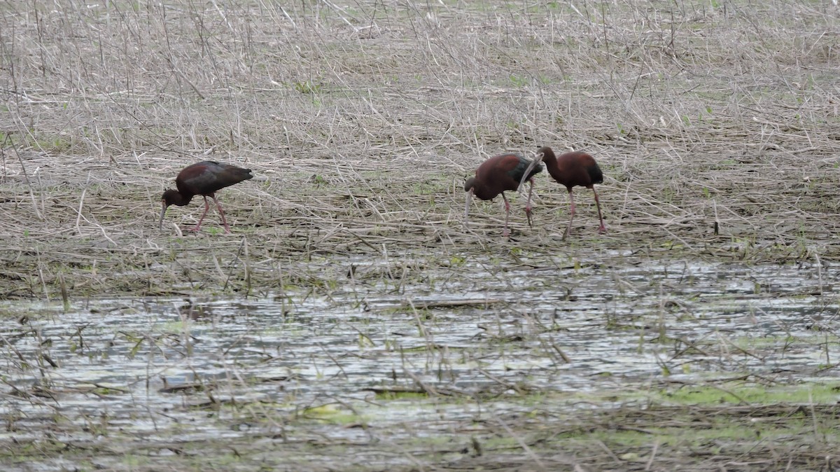 White-faced Ibis - Daniel Casey