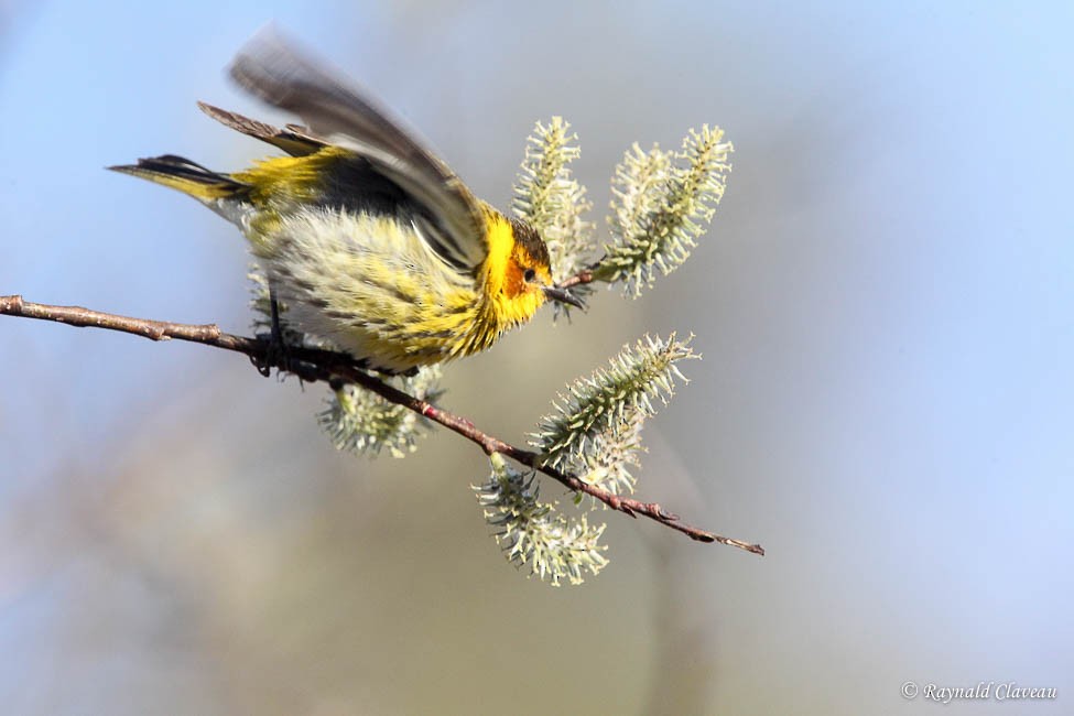 Cape May Warbler - ML100874291