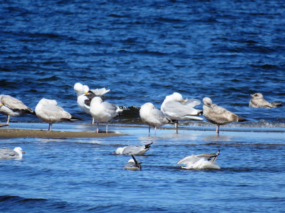 Gaviota Argéntea - ML100874981