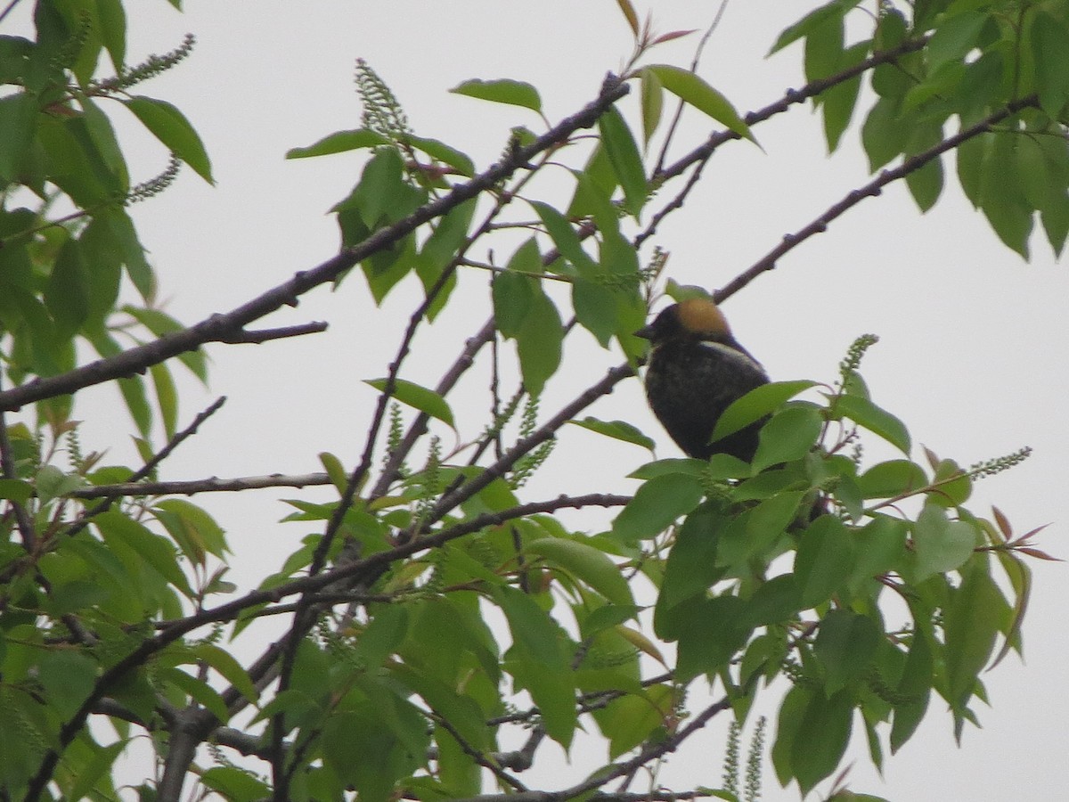 bobolink americký - ML100878111