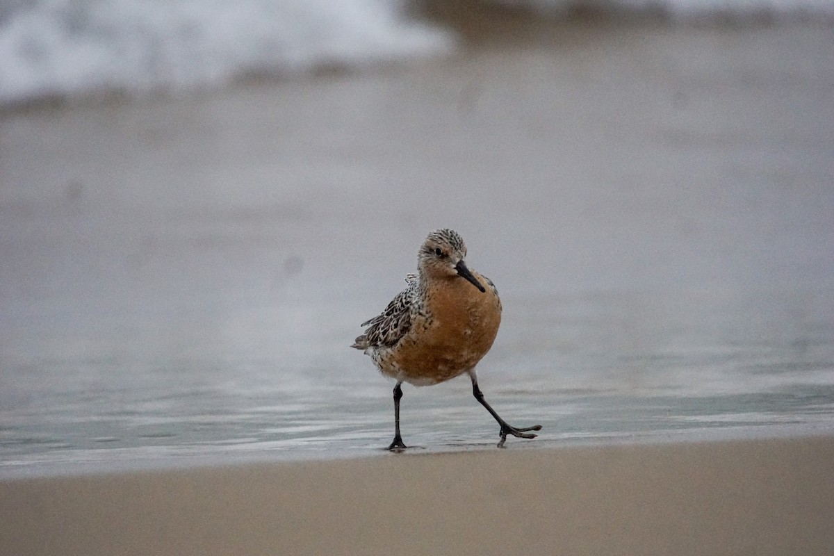 Red Knot - ML100879361