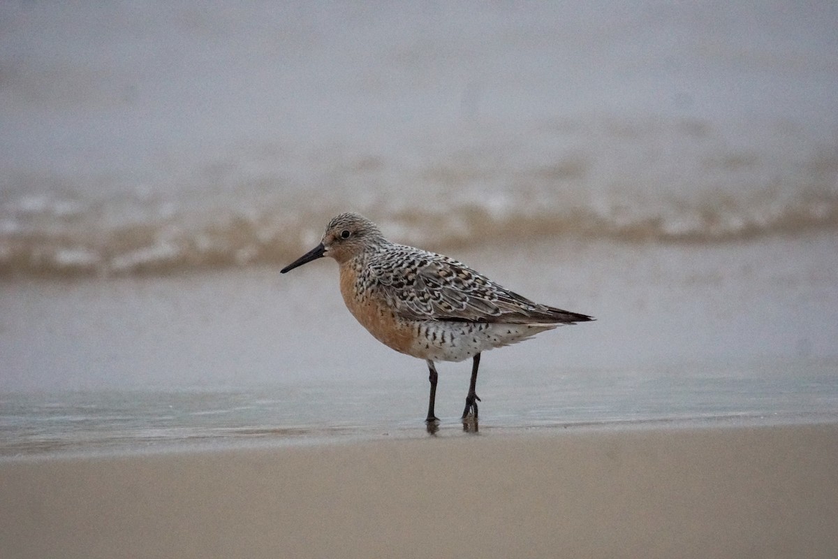 Red Knot - ML100879371