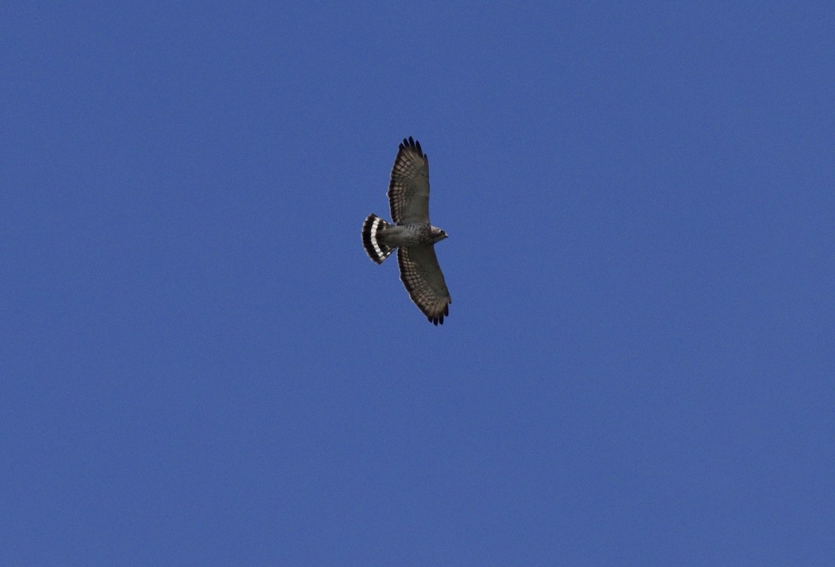 Broad-winged Hawk - ML100880681