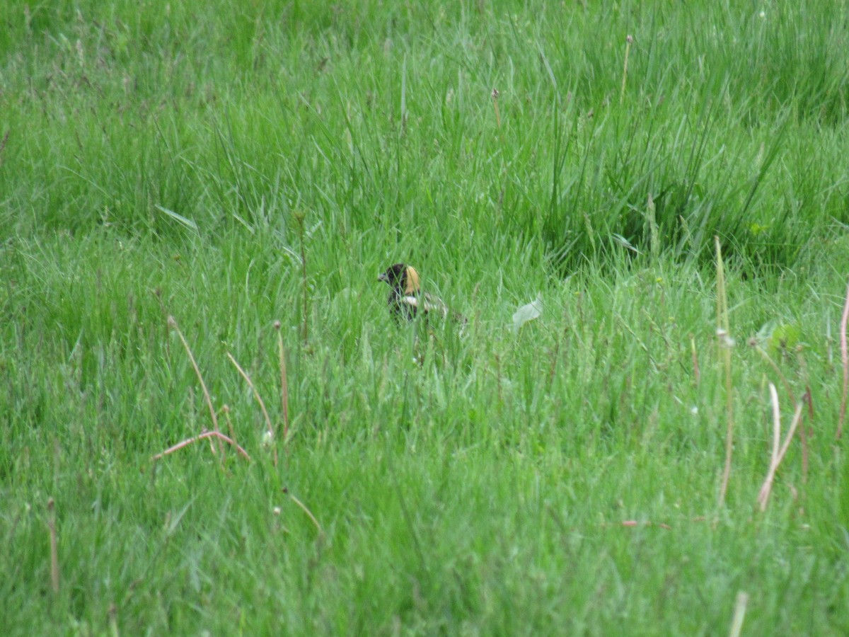 bobolink - ML100881371