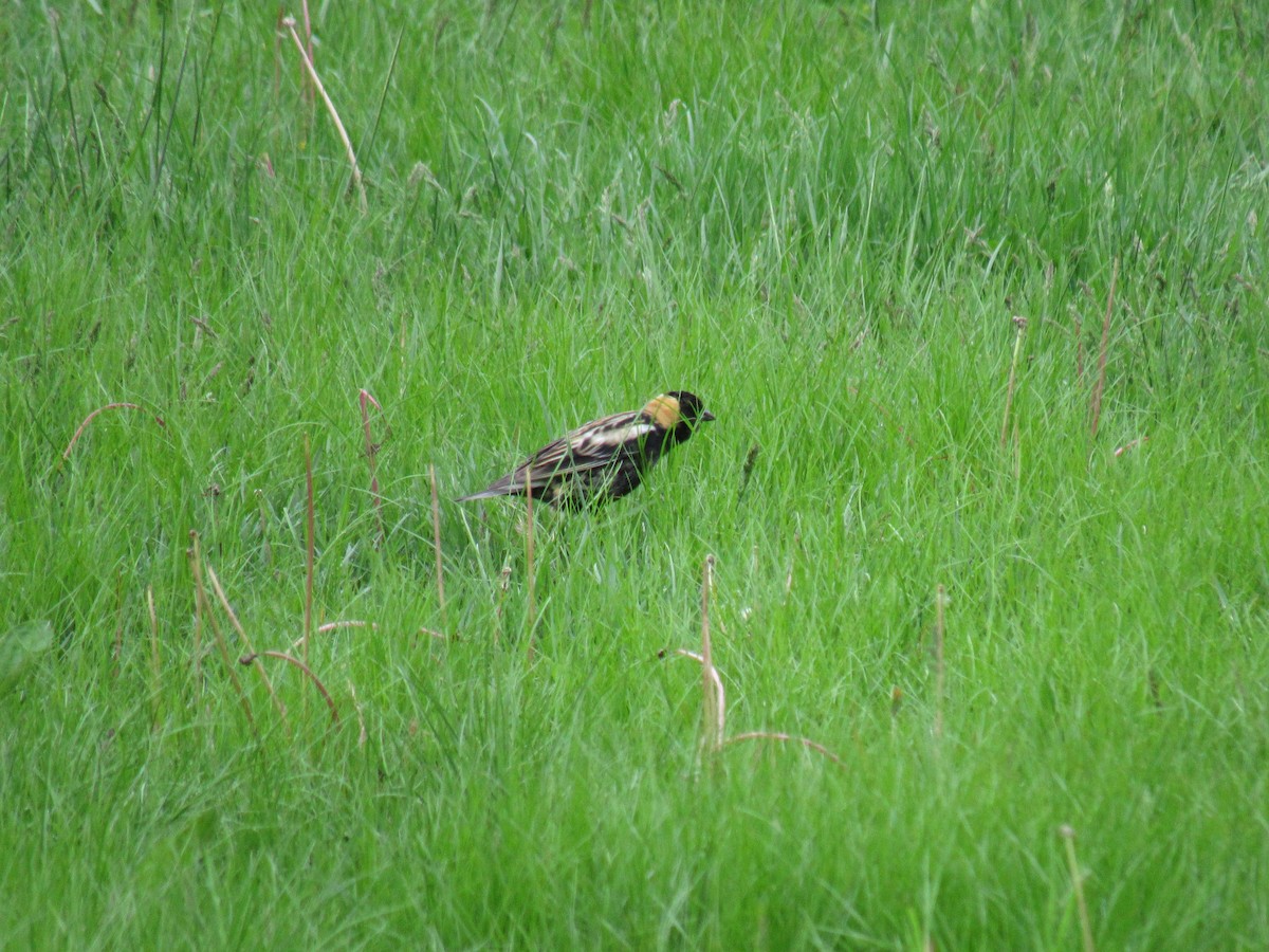 bobolink - ML100881381