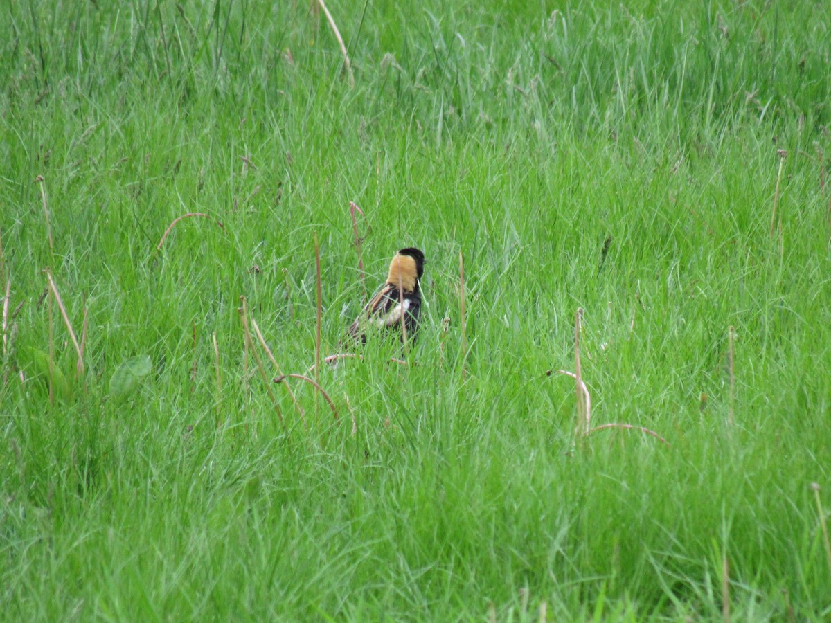 Bobolink - ML100881391