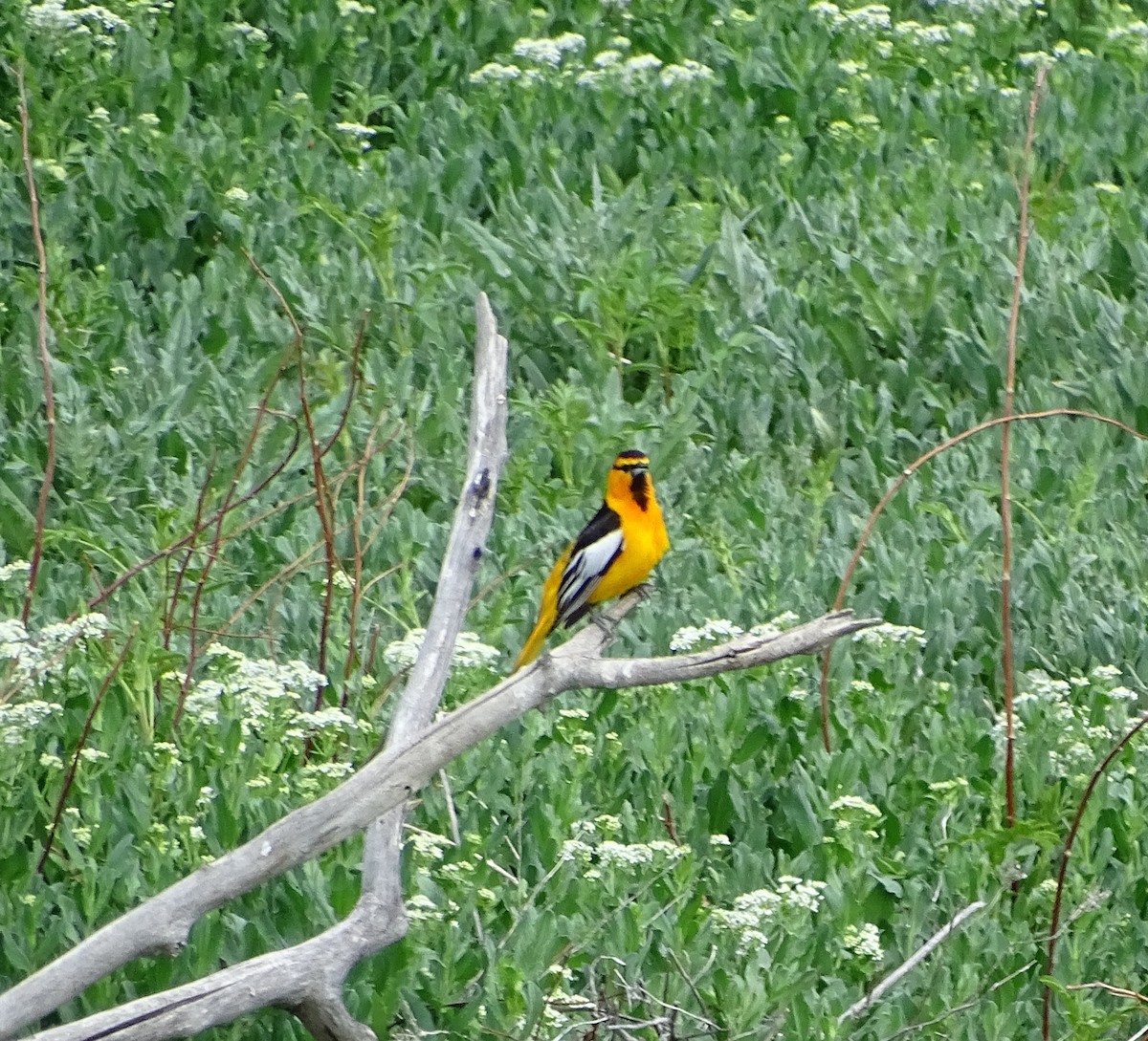 Oriole de Bullock - ML100881551