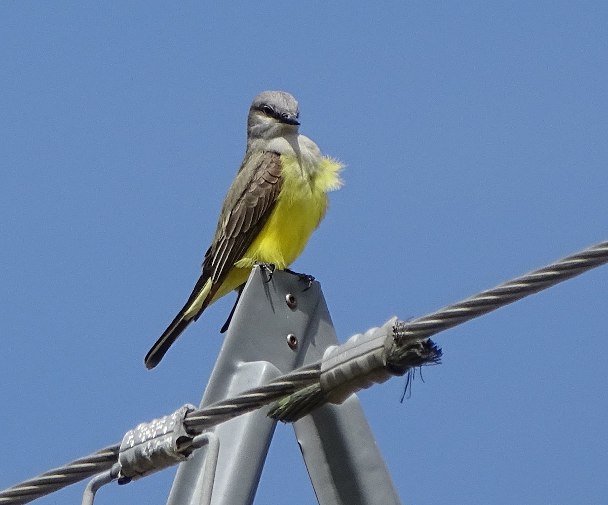 Western Kingbird - ML100881701