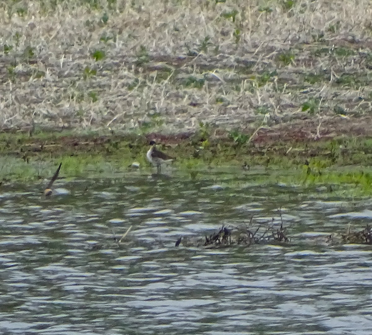 Stilt Sandpiper - ML100882881